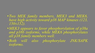 •Two MEK family members, MEK3 and MEK6,
have high activity toward p38 MAP kinases (123,
150±152).
•MEK3 appears to favor phosphorylation of p38a
and p38b isoforms, while MEK6 phosphorylates
all p38 family members well.
•Both will also phosphorylate JNK/SAPK
isoforms.
 