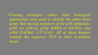 •Cloning strategies rather than biological
approaches were used to identify the other three
genes that encode members of the p38 subfamily:
p38b (or p38±2), p38g (ERK6 or SAPK3), and
p38d (SAPK4) (137±143). All of these kinases
contain the sequence TGY in their activation
loops.
 