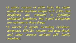 •A splice variant of p38b lacks the eight-
amino acid insertion unique to b. p38a And
bisoforms are sensitive to pyridinyl
imidazole inhibitors, but g-and d-isoforms
are resistant to these drugs.
•A variety of agents including cytokines,
hormones, GPCRs, osmotic and heat shock,
and other stresses activate p38 family
members.
 
