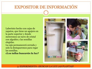 EXPOSITOR DE INFORMACIÓN

Laberinto hecho con cajas de
zapatos, que tiene un agujero en
la parte superior y donde
meteremos un tarro de cristal
con algodón y las semillas
elegidas.
La caja permanecerá cerrada y
solo la destaparemos para regar
las semillas.
¿Los tallos buscarán la luz?

3. EXPERIMENTO: ¿BUSCAN LA LUZ LAS PLANTAS?

 