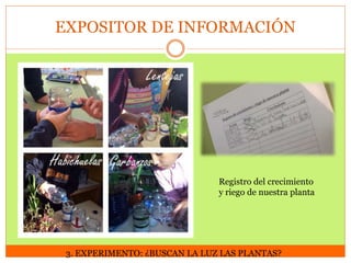 EXPOSITOR DE INFORMACIÓN

Registro del crecimiento
y riego de nuestra planta

3. EXPERIMENTO: ¿BUSCAN LA LUZ LAS PLANTAS?

 