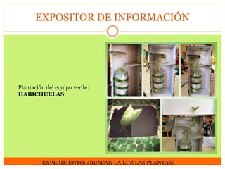 EXPOSITOR DE INFORMACIÓN

Plantación del equipo verde:
HABICHUELAS

EXPERIMENTO: ¿BUSCAN LA LUZ LAS PLANTAS?

 