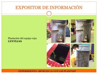 EXPOSITOR DE INFORMACIÓN

Plantación del equipo rojo:
LENTEJAS

EXPERIMENTO: ¿BUSCAN LA LUZ LAS PLANTAS?

 