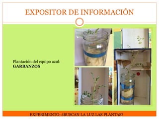 EXPOSITOR DE INFORMACIÓN

Plantación del equipo azul:
GARBANZOS

EXPERIMENTO: ¿BUSCAN LA LUZ LAS PLANTAS?

 