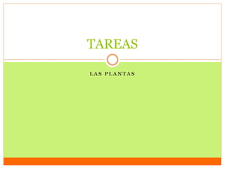 TAREAS
LAS PLANTAS

 