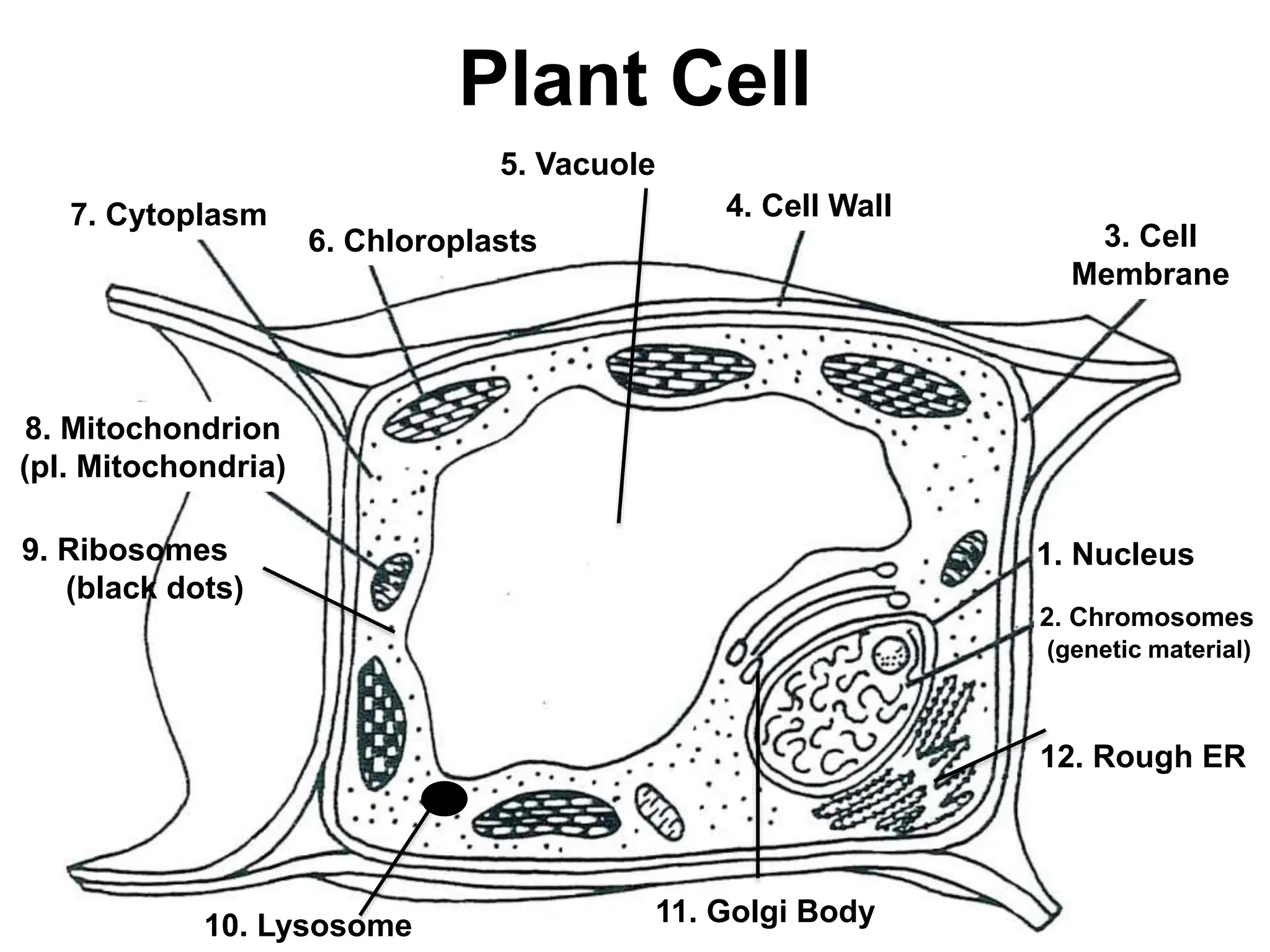Lecture_1_The_cell_is_a_structural_functional_unit_of_life..pptx