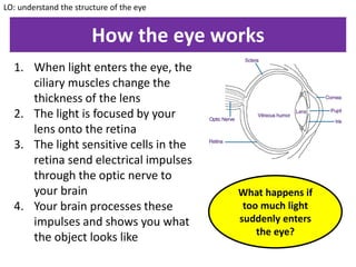 How the eye works
1. When light enters the eye, the
ciliary muscles change the
thickness of the lens
2. The light is focused by your
lens onto the retina
3. The light sensitive cells in the
retina send electrical impulses
through the optic nerve to
your brain
4. Your brain processes these
impulses and shows you what
the object looks like
LO: understand the structure of the eye
What happens if
too much light
suddenly enters
the eye?
 