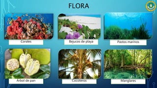 FLORA
Corales
O
Bejucos de playa Pastos marinos
O
Árbol de pan Cocoteros Manglares
 