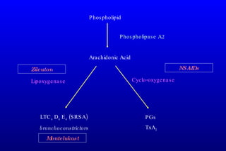 Arachidonic Acid LTC 4  D 4  E 4  (SRSA) bronchoconstrictors PGs TxA 2 Lipoxygenase Cyclo-oxygenase Phospholipid Phospholipase A2 Montelukast NSAIDs Zileuton 