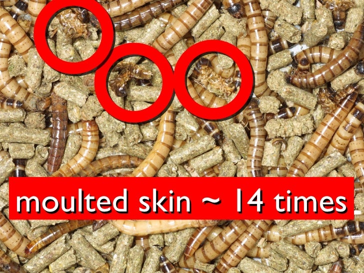 P3 Science Hblt3 W2 Lifecycle