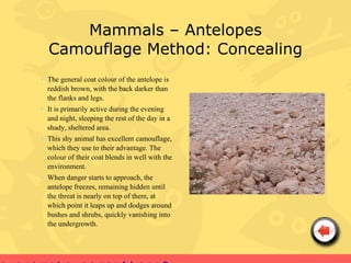 Mammals – Antelopes
  Camouflage Method: Concealing
• The general coat colour of the antelope is
  reddish brown, with the back darker than
  the flanks and legs.
• It is primarily active during the evening
  and night, sleeping the rest of the day in a
  shady, sheltered area.
• This shy animal has excellent camouflage,
  which they use to their advantage. The
  colour of their coat blends in well with the
  environment.
• When danger starts to approach, the
  antelope freezes, remaining hidden until
  the threat is nearly on top of them, at
  which point it leaps up and dodges around
  bushes and shrubs, quickly vanishing into
  the undergrowth.
 
