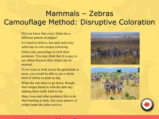 Mammals – Zebras
Camouflage Method: Disruptive Coloration
   • Did you know that every Zebra has a
     different pattern of stripes?
   • It is hard to believe, but each and every
     zebra has its own unique colouring.
   • Zebras use camouflage to trick their
     predators. You may think that it is easy to
     see zebras because their stripes are so
     unusual.
   • If you were to look across the grasslands at
     noon, you would be able to see a whole
     herd of zebras as plain as day.
   • When the sun starts to go down, though,
     their stripes blend in with the dark sky
     making them really hard to see.
   • Since lions and other predators like to do
     their hunting at dusk, this crazy pattern of
     stripes helps the zebra survive.
 