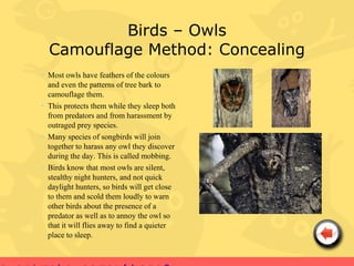 Birds – Owls
  Camouflage Method: Concealing
• Most owls have feathers of the colours
  and even the patterns of tree bark to
  camouflage them.
• This protects them while they sleep both
  from predators and from harassment by
  outraged prey species.
• Many species of songbirds will join
  together to harass any owl they discover
  during the day. This is called mobbing.
• Birds know that most owls are silent,
  stealthy night hunters, and not quick
  daylight hunters, so birds will get close
  to them and scold them loudly to warn
  other birds about the presence of a
  predator as well as to annoy the owl so
  that it will flies away to find a quieter
  place to sleep.
 