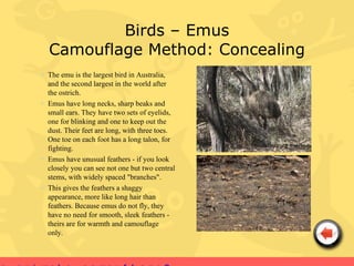 Birds – Emus
  Camouflage Method: Concealing
• The emu is the largest bird in Australia,
  and the second largest in the world after
  the ostrich.
• Emus have long necks, sharp beaks and
  small ears. They have two sets of eyelids,
  one for blinking and one to keep out the
  dust. Their feet are long, with three toes.
  One toe on each foot has a long talon, for
  fighting.
• Emus have unusual feathers - if you look
  closely you can see not one but two central
  stems, with widely spaced "branches".
• This gives the feathers a shaggy
  appearance, more like long hair than
  feathers. Because emus do not fly, they
  have no need for smooth, sleek feathers -
  theirs are for warmth and camouflage
  only.
 
