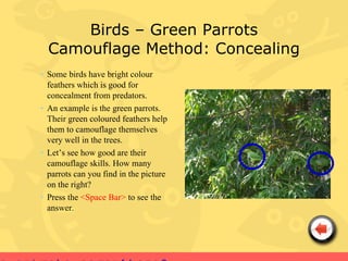 Birds – Green Parrots
  Camouflage Method: Concealing
• Some birds have bright colour
  feathers which is good for
  concealment from predators.
• An example is the green parrots.
  Their green coloured feathers help
  them to camouflage themselves
  very well in the trees.
• Let’s see how good are their
  camouflage skills. How many
  parrots can you find in the picture
  on the right?
• Press the <Space Bar> to see the
  answer.
 