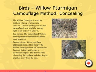 Birds – Willow Ptarmigan
  Camouflage Method: Concealing
• The Willow Ptarmigan is a stocky
  northern relative of grouse and
  chickens. The hen ptarmigan is so well
  camouflaged, you might be looking
  right at her and never know it.
• Top picture: The camouflaged Willow
  Ptarmigan makes the bird invisible to
  most predators.
• Bottom picture: When a predator
  approaches the nest too closely, the
  Willow Ptarmigan burst off the nest in a
  flurry of feathers and begins a
  distraction display. This has the effect
  of startling the predator and diverting its
  attention away from the nest.
 