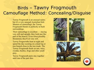Birds – Tawny Frogmouth
Camouflage Method: Concealing/Disguise
   • Tawny Frogmouth is an unusual name;
     but it's a very unusual Australian bird.
     Masters of camouflage, the Tawny
     Frogmouth blends in perfectly in bush
     surroundings.
   • Their camouflage is excellent — staying
     very still and upright, they look just like
     part of the branch. Even when possibly
     threatened, they'll sit very still.
   • Tawny Frogmouths hunt at night and
     spend the day roosting on a dead log or
     tree branch close to the tree trunk. The
     Tawny Frogmouth feeds on rats, mice,
     cicadas, beetles, frogs and other small
     prey.
   • Tawny Frogmouth pairs stay together
     until one of the pair dies.
 