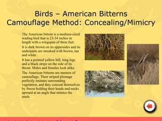 Birds – American Bitterns
Camouflage Method: Concealing/Mimicry
   • The American bittern is a medium-sized
     wading bird that is 23-34 inches in
     length with a wingspan of three feet.
   • It is dark brown on its uppersides and its
     underparts are streaked with brown, tan
     and white.
   • It has a pointed yellow bill, long legs
     and a black stripe on the side of its
     throat. Males and females look alike.
   • The American bitterns are masters of
     camouflage. Their striped plumage
     perfectly imitates surrounding
     vegetation, and they conceal themselves
     by freeze holding their heads and necks
     upward at an angle that mimics the
     reeds.
 