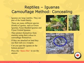 Reptiles – Iguanas
  Camouflage Method: Concealing
• Iguanas are large reptiles. They are
  part of the lizard family.
• There are many different species
  (kinds) of iguana, such as Green
  Iguanas, Fijian Banded Iguanas and
  Fijian Crested Iguanas.
• They protect themselves from
  enemies using their colour to
  camouflage themselves.
• If they are attacked on land they
  use their tails as a weapon.
• Can you spot the iguana on the
  bottom picture?
• Press the <Space Bar> to see the
  answer.
 