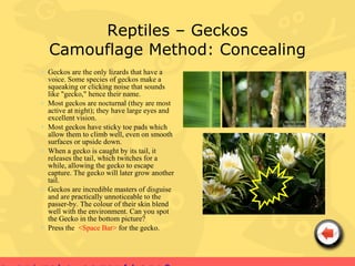 Reptiles – Geckos
  Camouflage Method: Concealing
• Geckos are the only lizards that have a
  voice. Some species of geckos make a
  squeaking or clicking noise that sounds
  like "gecko," hence their name.
• Most geckos are nocturnal (they are most
  active at night); they have large eyes and
  excellent vision.
• Most geckos have sticky toe pads which
  allow them to climb well, even on smooth
  surfaces or upside down.
• When a gecko is caught by its tail, it
  releases the tail, which twitches for a
  while, allowing the gecko to escape
  capture. The gecko will later grow another
  tail.
• Geckos are incredible masters of disguise
  and are practically unnoticeable to the
  passer-by. The colour of their skin blend
  well with the environment. Can you spot
  the Gecko in the bottom picture?
• Press the <Space Bar> for the gecko.
 