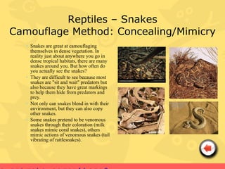 Reptiles – Snakes
Camouflage Method: Concealing/Mimicry
   • Snakes are great at camouflaging
     themselves in dense vegetation. In
     reality just about anywhere you go in
     dense tropical habitats, there are many
     snakes around you. But how often do
     you actually see the snakes?
   • They are difficult to see because most
     snakes are "sit and wait" predators but
     also because they have great markings
     to help them hide from predators and
     prey.
   • Not only can snakes blend in with their
     environment, but they can also copy
     other snakes.
   • Some snakes pretend to be venomous
     snakes through their coloration (milk
     snakes mimic coral snakes), others
     mimic actions of venomous snakes (tail
     vibrating of rattlesnakes).
 