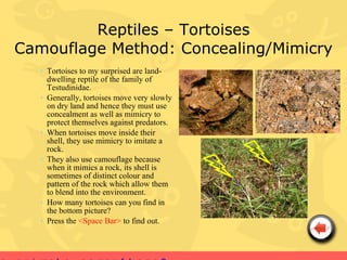 Reptiles – Tortoises
Camouflage Method: Concealing/Mimicry
   • Tortoises to my surprised are land-
     dwelling reptile of the family of
     Testudinidae.
   • Generally, tortoises move very slowly
     on dry land and hence they must use
     concealment as well as mimicry to
     protect themselves against predators.
   • When tortoises move inside their
     shell, they use mimicry to imitate a
     rock.
   • They also use camouflage because
     when it mimics a rock, its shell is
     sometimes of distinct colour and
     pattern of the rock which allow them
     to blend into the environment.
   • How many tortoises can you find in
     the bottom picture?
   • Press the <Space Bar> to find out.
 