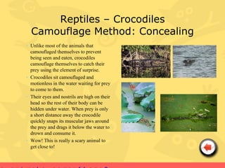 Reptiles – Crocodiles
  Camouflage Method: Concealing
• Unlike most of the animals that
  camouflaged themselves to prevent
  being seen and eaten, crocodiles
  camouflage themselves to catch their
  prey using the element of surprise.
• Crocodiles sit camouflaged and
  motionless in the water waiting for prey
  to come to them.
• Their eyes and nostrils are high on their
  head so the rest of their body can be
  hidden under water. When prey is only
  a short distance away the crocodile
  quickly snaps its muscular jaws around
  the prey and drags it below the water to
  drown and consume it.
• Wow! This is really a scary animal to
  get close to!
 