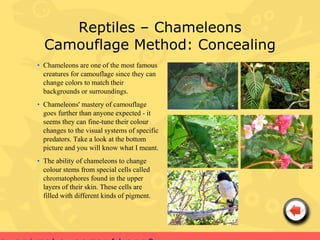 Reptiles – Chameleons
  Camouflage Method: Concealing
• Chameleons are one of the most famous
  creatures for camouflage since they can
  change colors to match their
  backgrounds or surroundings.
• Chameleons' mastery of camouflage
  goes further than anyone expected - it
  seems they can fine-tune their colour
  changes to the visual systems of specific
  predators. Take a look at the bottom
  picture and you will know what I meant.
• The ability of chameleons to change
  colour stems from special cells called
  chromatophores found in the upper
  layers of their skin. These cells are
  filled with different kinds of pigment.
 