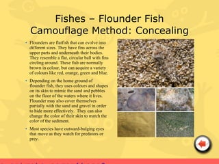 Fishes – Flounder Fish
  Camouflage Method: Concealing
• Flounders are flatfish that can evolve into
  different sizes. They have fins across the
  upper parts and underneath their bodies.
  They resemble a flat, circular ball with fins
  circling around. These fish are normally
  brown in colour, but can acquire a variety
  of colours like red, orange, green and blue.
• Depending on the home ground of
  flounder fish, they uses colours and shapes
  on its skin to mimic the sand and pebbles
  on the floor of the waters where it lives.
  Flounder may also cover themselves
  partially with the sand and gravel in order
  to hide more effectively. They can also
  change the color of their skin to match the
  color of the sediment.
• Most species have outward-bulging eyes
  that move as they watch for predators or
  prey.
 