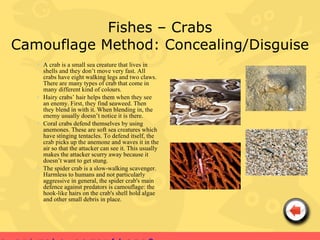 Fishes – Crabs
Camouflage Method: Concealing/Disguise
   • A crab is a small sea creature that lives in
     shells and they don’t move very fast. All
     crabs have eight walking legs and two claws.
     There are many types of crab that come in
     many different kind of colours.
   • Hairy crabs’ hair helps them when they see
     an enemy. First, they find seaweed. Then
     they blend in with it. When blending in, the
     enemy usually doesn’t notice it is there.
   • Coral crabs defend themselves by using
     anemones. These are soft sea creatures which
     have stinging tentacles. To defend itself, the
     crab picks up the anemone and waves it in the
     air so that the attacker can see it. This usually
     makes the attacker scurry away because it
     doesn’t want to get stung.
   • The spider crab is a slow-walking scavenger.
     Harmless to humans and not particularly
     aggressive in general, the spider crab's main
     defence against predators is camouflage: the
     hook-like hairs on the crab's shell hold algae
     and other small debris in place.
 