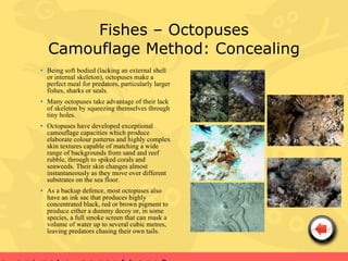 Fishes – Octopuses
  Camouflage Method: Concealing
• Being soft bodied (lacking an external shell
  or internal skeleton), octopuses make a
  perfect meal for predators, particularly larger
  fishes, sharks or seals.
• Many octopuses take advantage of their lack
  of skeleton by squeezing themselves through
  tiny holes.
• Octopuses have developed exceptional
  camouflage capacities which produce
  elaborate colour patterns and highly complex
  skin textures capable of matching a wide
  range of backgrounds from sand and reef
  rubble, through to spiked corals and
  seaweeds. Their skin changes almost
  instantaneously as they move over different
  substrates on the sea floor.
• As a backup defence, most octopuses also
  have an ink sac that produces highly
  concentrated black, red or brown pigment to
  produce either a dummy decoy or, in some
  species, a full smoke screen that can mask a
  volume of water up to several cubic metres,
  leaving predators chasing their own tails.
 