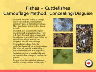 Fishes – Cuttlefishes
Camouflage Method: Concealing/Disguise
   • Cuttlefish have the ability to change
     colour very rapidly, making them
     extremely good at natural camouflage.
     They can change colour in less than a
     second.
   • Cuttlefish also use colour to signal
     emotions such as anger and fear. They
     will flush deep red when agitated and
     then change to a mottled sand colour as
     natural camouflage so they can
     disappear into the surroundings.
   • If natural camouflage fails, the
     cuttlefish shoots ink out at the attackers.
     The sepia ink may be produced as a
     mucus-bound blob or as a large cloud.
   • Sepia ink ejection is usually followed
     by a rapid colour change to confuse the
     pursuer.
   • Do you know the sepia ink was once
     used in printing, art and photography?
 