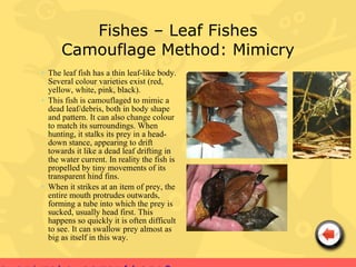 Fishes – Leaf Fishes
      Camouflage Method: Mimicry
• The leaf fish has a thin leaf-like body.
  Several colour varieties exist (red,
  yellow, white, pink, black).
• This fish is camouflaged to mimic a
  dead leaf/debris, both in body shape
  and pattern. It can also change colour
  to match its surroundings. When
  hunting, it stalks its prey in a head-
  down stance, appearing to drift
  towards it like a dead leaf drifting in
  the water current. In reality the fish is
  propelled by tiny movements of its
  transparent hind fins.
• When it strikes at an item of prey, the
  entire mouth protrudes outwards,
  forming a tube into which the prey is
  sucked, usually head first. This
  happens so quickly it is often difficult
  to see. It can swallow prey almost as
  big as itself in this way.
 
