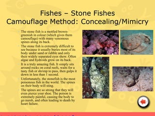 Fishes – Stone Fishes
Camouflage Method: Concealing/Mimicry
   • The stone fish is a mottled brown-
     greenish in colour (which gives them
     camouflage) with many venomous
     spines along its back.
   • The stone fish is extremely difficult to
     see because it usually buries most of its
     body under sand or rubble and only
     their widely separated eyes show. Often
     algae and hydroids grow on its back.
   • It is a truly amazing fish. It simply sits
     around rocks on coral reefs, waits for a
     tasty fish or shrimp to pass, then gulps it
     down in less than 1 second.
   • Unfortunately, the stonefish is the most
     poisonous fish in the world. The spines
     on their body will sting.
   • The spines are so strong that they will
     even pierce your shoe. The poison is
     extremely painful, causing the body to
     go numb, and often leading to death by
     heart failure.
 