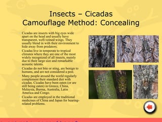 Insects – Cicadas
  Camouflage Method: Concealing
• Cicadas are insects with big eyes wide
  apart on the head and usually have
  transparent, well-veined wings. They
  usually blend in with their environment to
  hide away from predators.
• Cicadas live in temperate to tropical
  climates where they are one of the most
  widely recognized of all insects, mainly
  due to their large size and remarkable
  acoustic talents.
• Cicadas do not bite or sting, are benign to
  humans, and are not considered a pest.
• Many people around the world regularly
  complement their standard diet with
  cicadas. Cicadas have been eaten (or are
  still being eaten) in Greece, China,
  Malaysia, Burma, Australia, Latin
  America and Congo.
• Cicadas are employed in the traditional
  medicines of China and Japan for hearing-
  related problems.
 