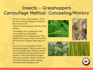 Insects – Grasshoppers
Camouflage Method: Concealing/Mimicry
   • There are 2 types of grasshoppers. These
     are short-horned grasshoppers which have
     short antennae and
     long-horned grasshoppers which have long
     antenna.
   • Grasshoppers live in most parts of the
     world, except very cold places.
     Grasshoppers have compound eyes. They
     usually lives in grass to hide from enemies
     and mimic the vegetation which they live
     in.
   • Locust is the swarming phase of short-
     horned grasshoppers. They are species that
     can breed rapidly under suitable conditions
     and subsequently become gregarious and
     migratory. They form bands as nymphs
     and swarms as adults—both of which can
     travel great distances, rapidly stripping
     fields and greatly damaging crops.
 