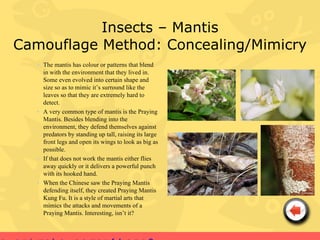 Insects – Mantis
Camouflage Method: Concealing/Mimicry
   • The mantis has colour or patterns that blend
     in with the environment that they lived in.
     Some even evolved into certain shape and
     size so as to mimic it’s surround like the
     leaves so that they are extremely hard to
     detect.
   • A very common type of mantis is the Praying
     Mantis. Besides blending into the
     environment, they defend themselves against
     predators by standing up tall, raising its large
     front legs and open its wings to look as big as
     possible.
   • If that does not work the mantis either flies
     away quickly or it delivers a powerful punch
     with its hooked hand.
   • When the Chinese saw the Praying Mantis
     defending itself, they created Praying Mantis
     Kung Fu. It is a style of martial arts that
     mimics the attacks and movements of a
     Praying Mantis. Interesting, isn’t it?
 