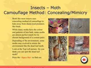 Insects – Moth
Camouflage Method: Concealing/Mimicry
   • Moth like most insects uses
     concealing method of camouflage to
     hide away from sharp-eyed predators
     like birds.
   • While many moths have the colour
     and patterns of tree bark, some moths
     are almost perfect match for its
     chosen background of a cement patio.
   • Depending of the environment, some
     moths may evolved to mimic the
     environment like the dead leaf moth.
   • Look at the Top Left picture. Do you
     think you can spot the dead leaf
     moth?
   • Press the <Space Bar> to find out.
 