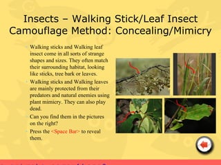 Insects – Walking Stick/Leaf Insect
Camouflage Method: Concealing/Mimicry
   • Walking sticks and Walking leaf
     insect come in all sorts of strange
     shapes and sizes. They often match
     their surrounding habitat, looking
     like sticks, tree bark or leaves.
   • Walking sticks and Walking leaves
     are mainly protected from their
     predators and natural enemies using
     plant mimicry. They can also play
     dead.
   • Can you find them in the pictures
     on the right?
   • Press the <Space Bar> to reveal
     them.
 