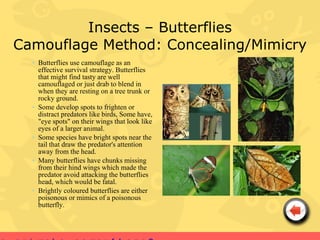 Insects – Butterflies
Camouflage Method: Concealing/Mimicry
  • Butterflies use camouflage as an
    effective survival strategy. Butterflies
    that might find tasty are well
    camouflaged or just drab to blend in
    when they are resting on a tree trunk or
    rocky ground.
  • Some develop spots to frighten or
    distract predators like birds, Some have,
    "eye spots" on their wings that look like
    eyes of a larger animal.
  • Some species have bright spots near the
    tail that draw the predator's attention
    away from the head.
  • Many butterflies have chunks missing
    from their hind wings which made the
    predator avoid attacking the butterflies
    head, which would be fatal.
  • Brightly coloured butterflies are either
    poisonous or mimics of a poisonous
    butterfly.
 