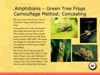 Amphibians – Green Tree Frogs
    Camouflage Method: Concealing
•   The cute Green Tree Frog is one of
    Australia’s largest and best known
    frogs.
•   It has golden eyes with a horizontal
    black pupil that spans the eye ball.
    Their colour can vary from a bright
    green to an olive brown on the back
    with a creamy white belly. The colour
    can change to match the colour of its
    surrounds giving this frog excellent
    camouflage.
•   The Green Tree Frog has large flat
    finger and toe discs that help it to grip
    when living in trees and climbing. It
    often hangs on the underside of leaves
    trying to stay safe from predators. The
    feet are more webbed than the hands.
 