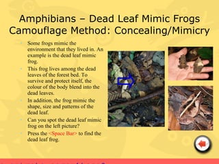 Amphibians – Dead Leaf Mimic Frogs
Camouflage Method: Concealing/Mimicry
  • Some frogs mimic the
    environment that they lived in. An
    example is the dead leaf mimic
    frog.
  • This frog lives among the dead
    leaves of the forest bed. To
    survive and protect itself, the
    colour of the body blend into the
    dead leaves.
  • In addition, the frog mimic the
    shape, size and patterns of the
    dead leaf.
  • Can you spot the dead leaf mimic
    frog on the left picture?
  • Press the <Space Bar> to find the
    dead leaf frog.
 