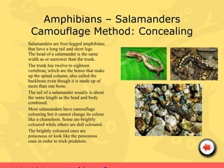 Amphibians – Salamanders
     Camouflage Method: Concealing
•   Salamanders are four-legged amphibians
    that have a long tail and short legs.
    The head of a salamander is the same
    width as or narrower than the trunk.
•   The trunk has twelve to eighteen
    vertebrae, which are the bones that make
    up the spinal column, also called the
    backbone even though it is made up of
    more than one bone.
•   The tail of a salamander usually is about
    the same length as the head and body
    combined.
•   Most salamanders have camouflage
    colouring but it cannot change its colour
    like a chameleon. Some are brightly
    coloured while others are dull coloured.
•   The brightly coloured ones are
    poisonous or look like the poisonous
    ones in order to trick predators.
 