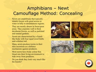Amphibians – Newt
     Camouflage Method: Concealing
•   Newts are amphibians that typically
    inhabit forests with good access to
    water in hilly to mountainous regions.
•   They are mostly absent in forest-poor
    areas. They populate well in thick
    deciduous forests, as well as parkland
    and natural gardens.
•   Newts are characterised by a lizard-
    like body with four equal sized limbs
    and a distinct tail.
•   Many newts produce toxins in their
    skin secretions as a defence
    mechanism against predators.
•   Most newts have body colour that
    blend into their living environment to
    hide away from predators.
•   Do you think they look very much like
    the lizards?
 