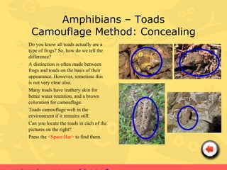 Amphibians – Toads
     Camouflage Method: Concealing
•   Do you know all toads actually are a
    type of frogs? So, how do we tell the
    difference?
•   A distinction is often made between
    frogs and toads on the basis of their
    appearance. However, sometime this
    is not very clear also.
•   Many toads have leathery skin for
    better water retention, and a brown
    coloration for camouflage.
•   Toads camouflage well in the
    environment if it remains still.
•   Can you locate the toads in each of the
    pictures on the right?
•   Press the <Space Bar> to find them.
 