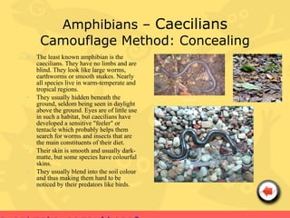 Amphibians – Caecilians
     Camouflage Method: Concealing
•   The least known amphibian is the
    caecilians. They have no limbs and are
    blind. They look like large worms,
    earthworms or smooth snakes. Nearly
    all species live in warm-temperate and
    tropical regions.
•   They usually hidden beneath the            Caecilian
    ground, seldom being seen in daylight
    above the ground. Eyes are of little use
    in such a habitat, but caecilians have
    developed a sensitive "feeler" or
    tentacle which probably helps them
    search for worms and insects that are
    the main constituents of their diet.
•   Their skin is smooth and usually dark-
    matte, but some species have colourful
    skins.
•   They usually blend into the soil colour
    and thus making them hard to be
    noticed by their predators like birds.
 