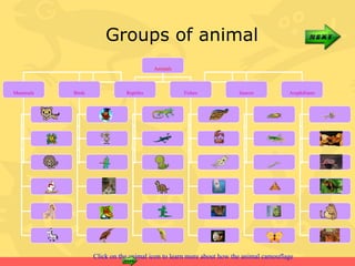 Groups of animal
                                        Animals



Mammals   Birds              Reptiles             Fishes               Insects        Amphibians




                                                                                                   NEWT




                                                            flatfish                               toad




                  Click on the animal icon to learn more about how the animal camouflage
 