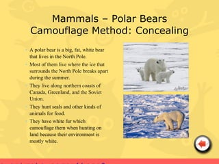 Mammals – Polar Bears
  Camouflage Method: Concealing
• A polar bear is a big, fat, white bear
  that lives in the North Pole.
• Most of them live where the ice that
  surrounds the North Pole breaks apart
  during the summer.
• They live along northern coasts of
  Canada, Greenland, and the Soviet
  Union.
• They hunt seals and other kinds of
  animals for food.
• They have white fur which
  camouflage them when hunting on
  land because their environment is
  mostly white.
 
