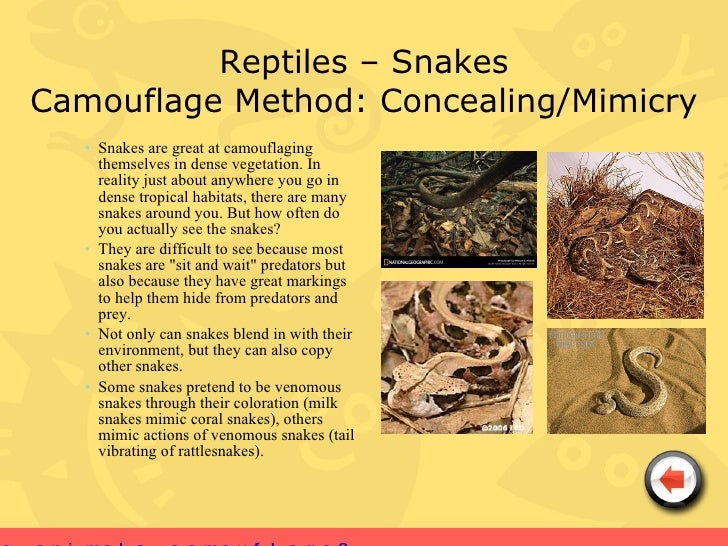 P3 Science Project 2 Animal Camouflage