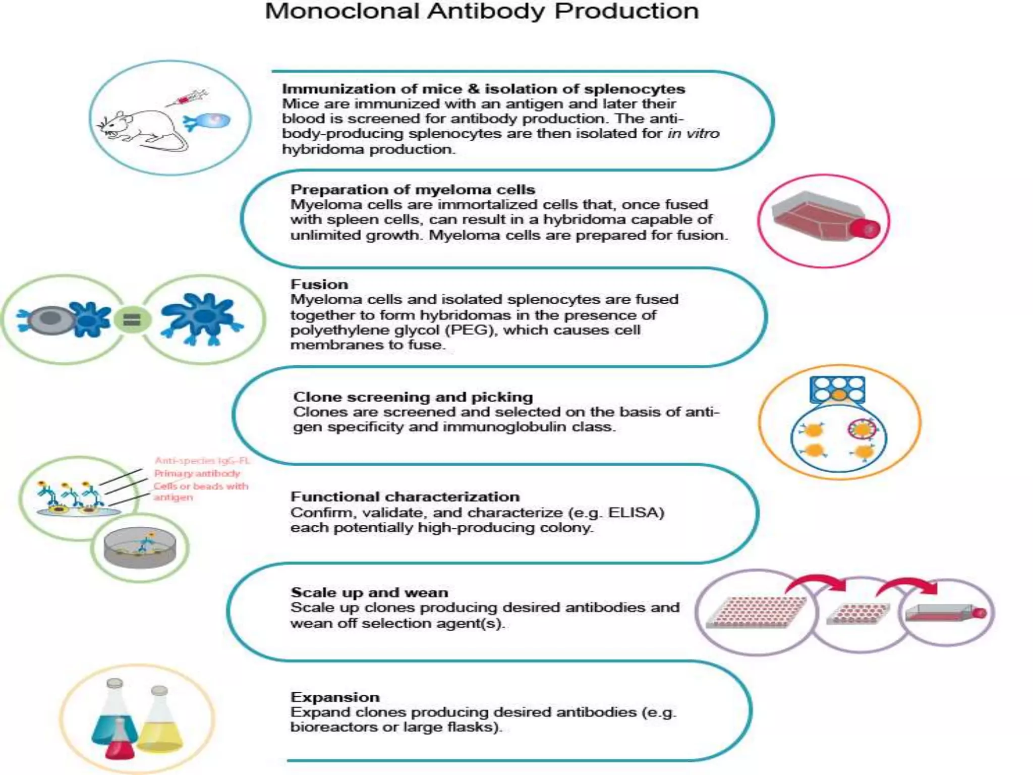 PRODUCTION OF MONOCLONAL ANTIBODIES.pptx